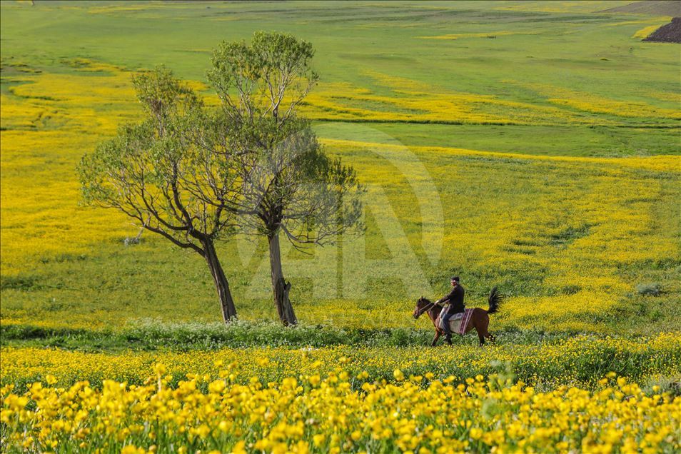 Yayla köylerinde yaz güzelliği