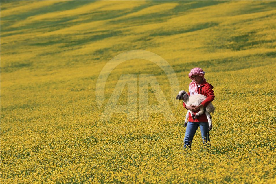 Yayla köylerinde yaz güzelliği