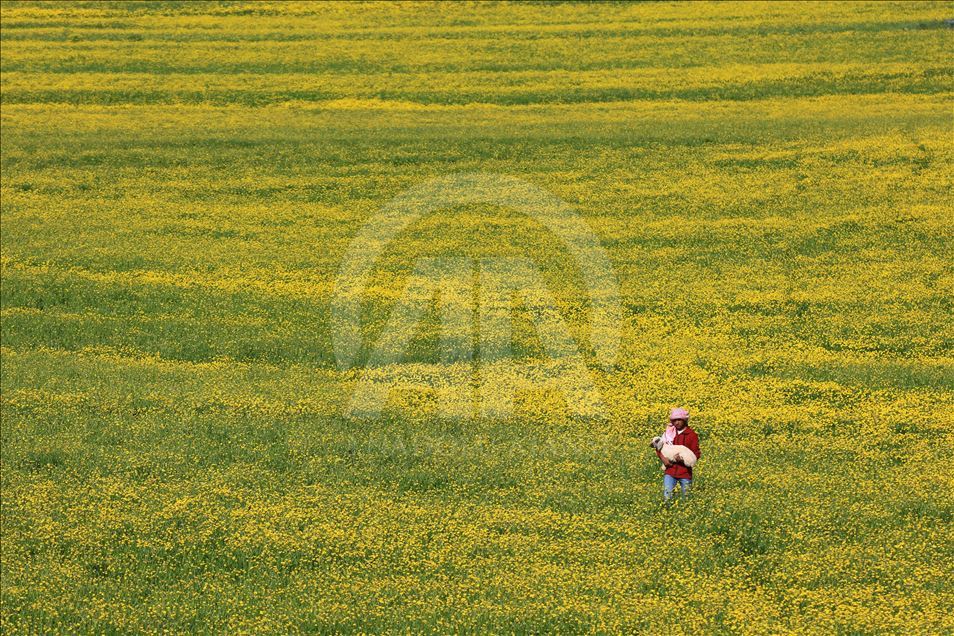 Yayla köylerinde yaz güzelliği