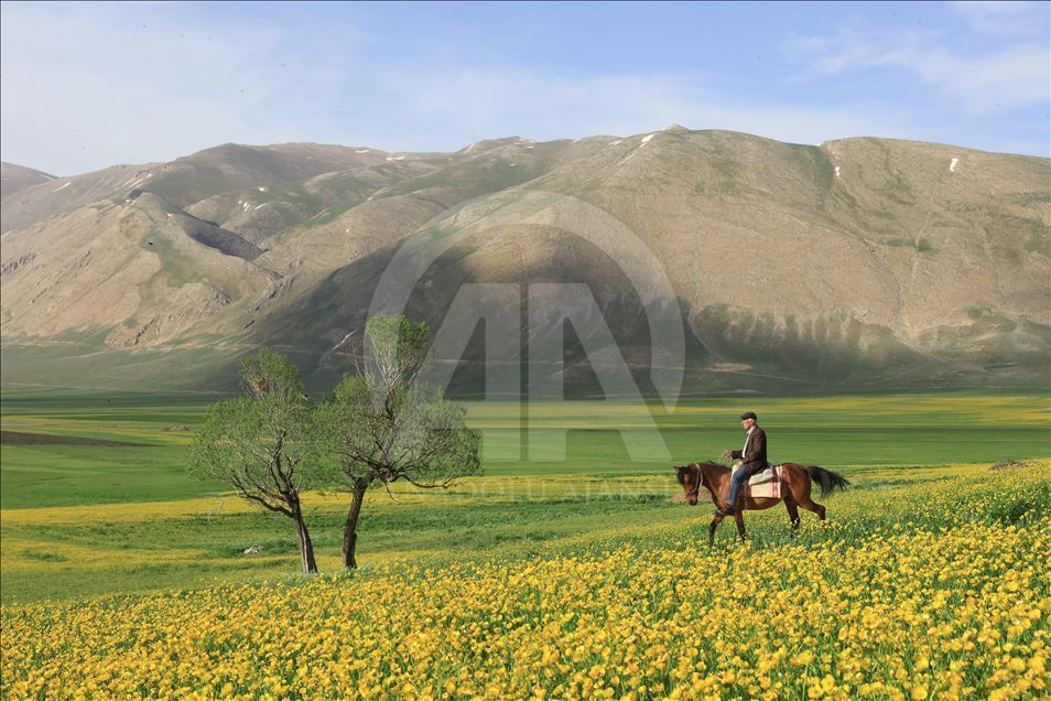 Yayla köylerinde yaz güzelliği