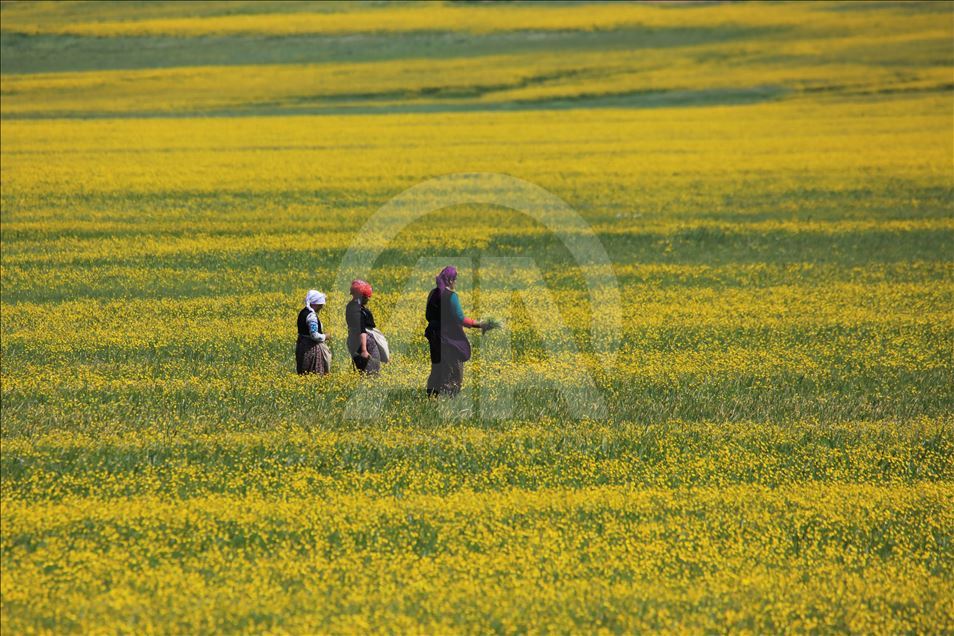 Yayla köylerinde yaz güzelliği