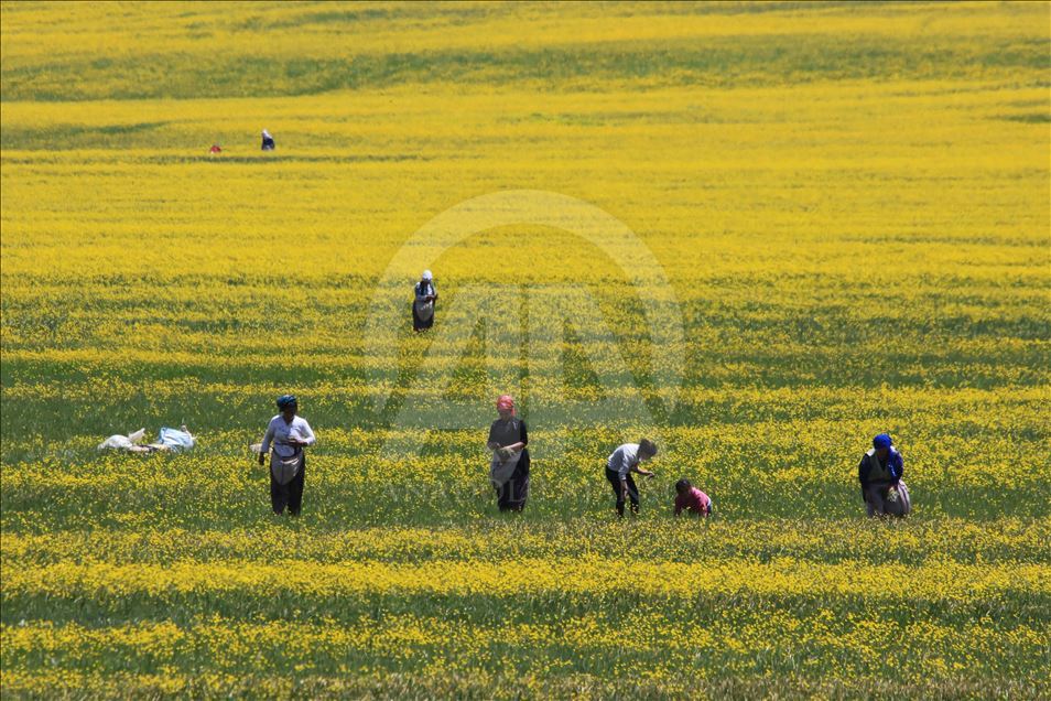 Yayla köylerinde yaz güzelliği