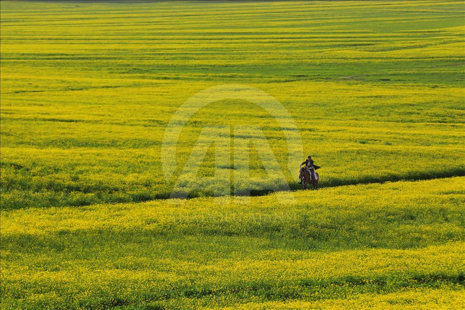 Yayla köylerinde yaz güzelliği
