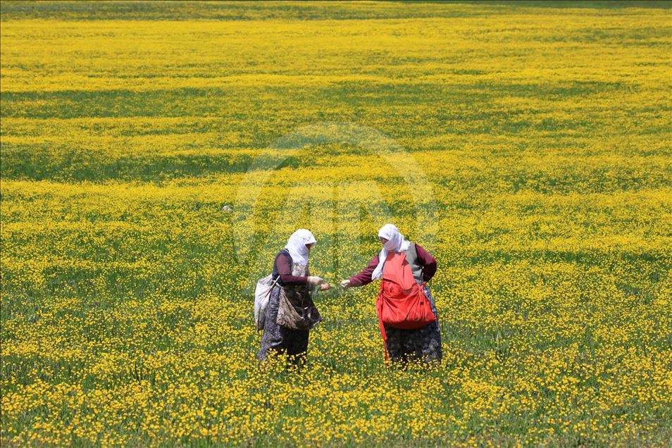 Yayla köylerinde yaz güzelliği