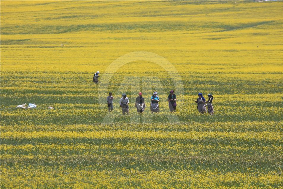 Yayla köylerinde yaz güzelliği