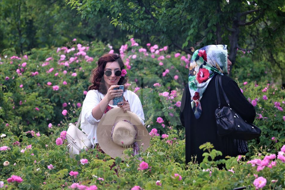 Isparta'nın "gül bahçeleri" rengarenk