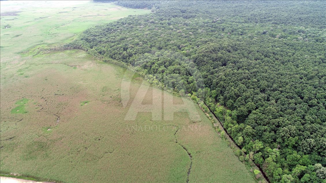 İğneada Longoz Ormanları'nda görsel şölen
