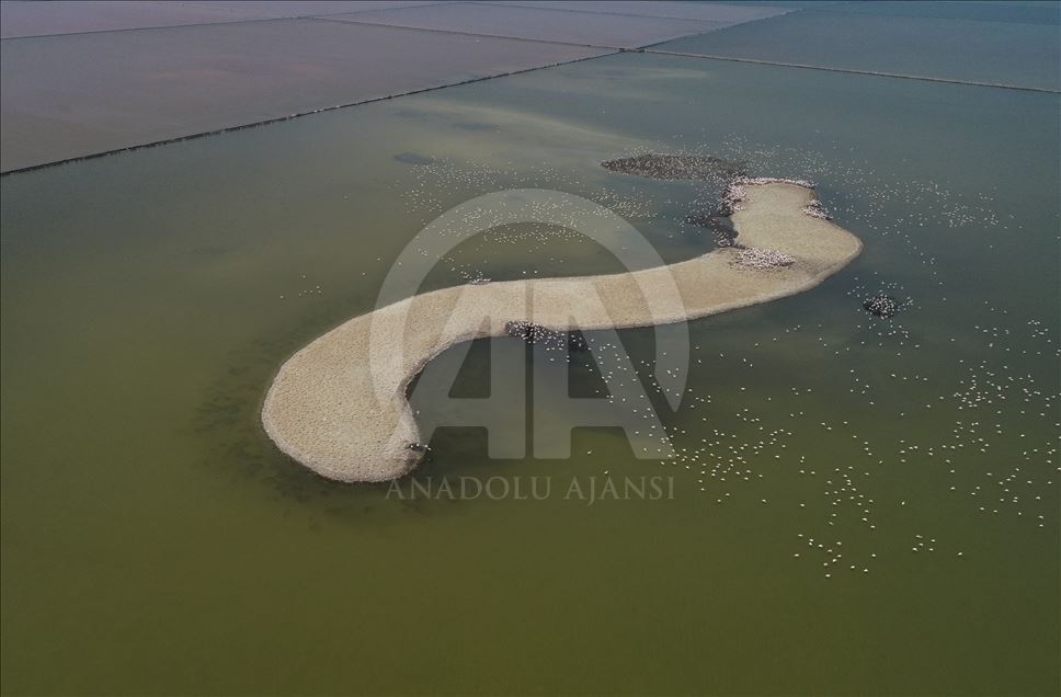 Flamingos in Izmir Bird Paradise