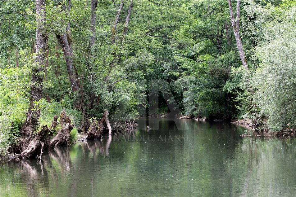 İğneada Longoz Ormanları'nda görsel şölen