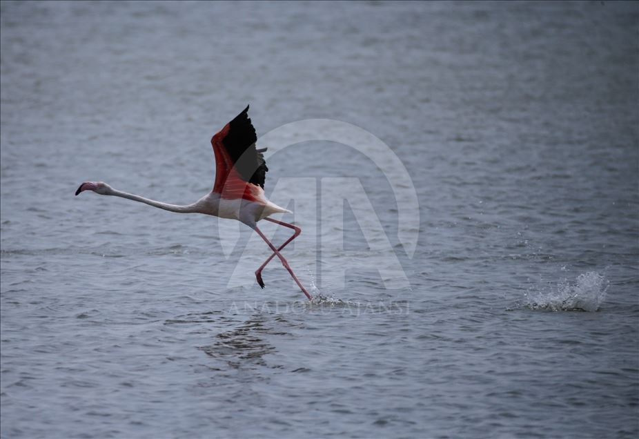 Flamingos in Izmir Bird Paradise