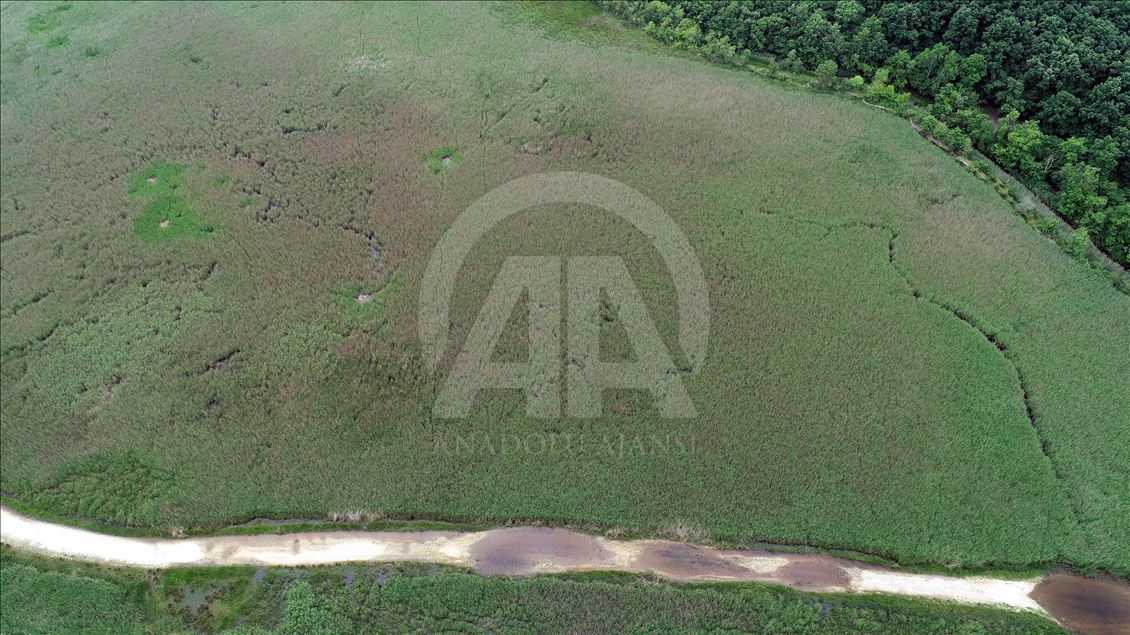 İğneada Longoz Ormanları'nda görsel şölen