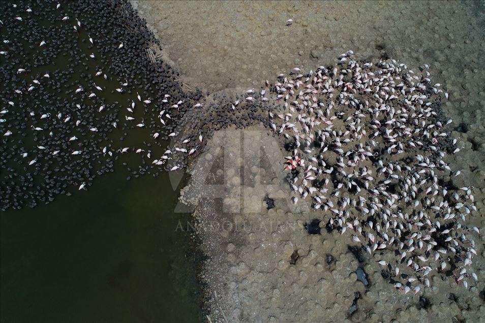Flamingos in Izmir Bird Paradise