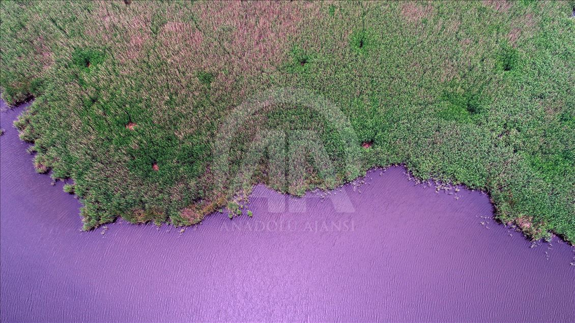 İğneada Longoz Ormanları'nda görsel şölen