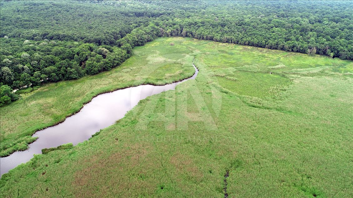 İğneada Longoz Ormanları'nda görsel şölen