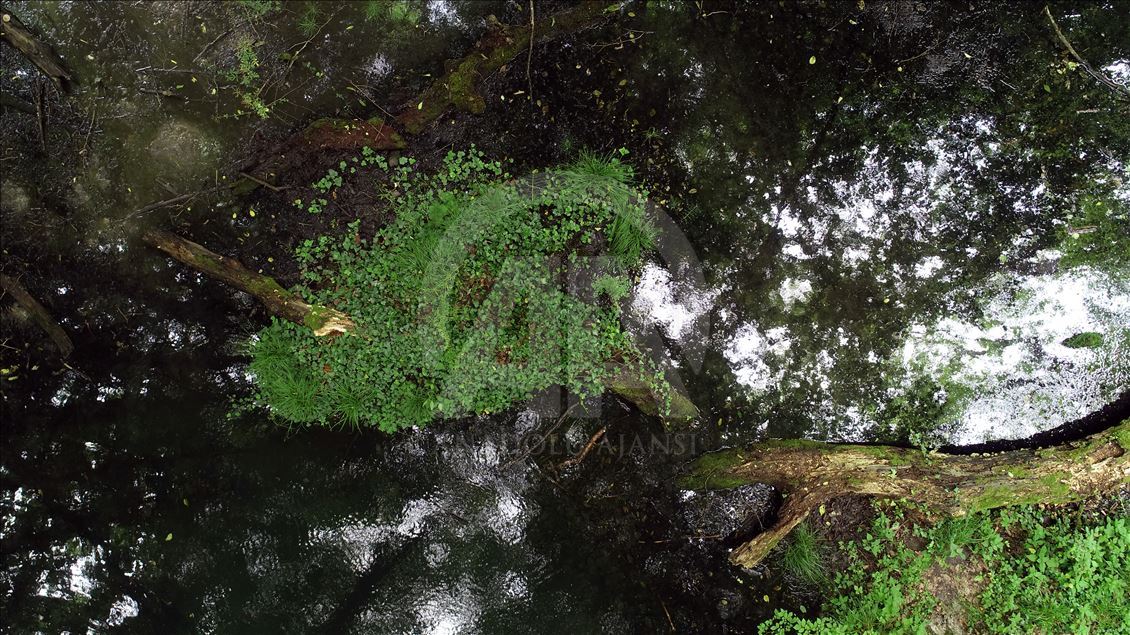 İğneada Longoz Ormanları'nda görsel şölen