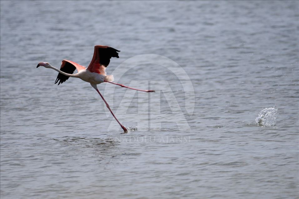 Flamingos in Izmir Bird Paradise