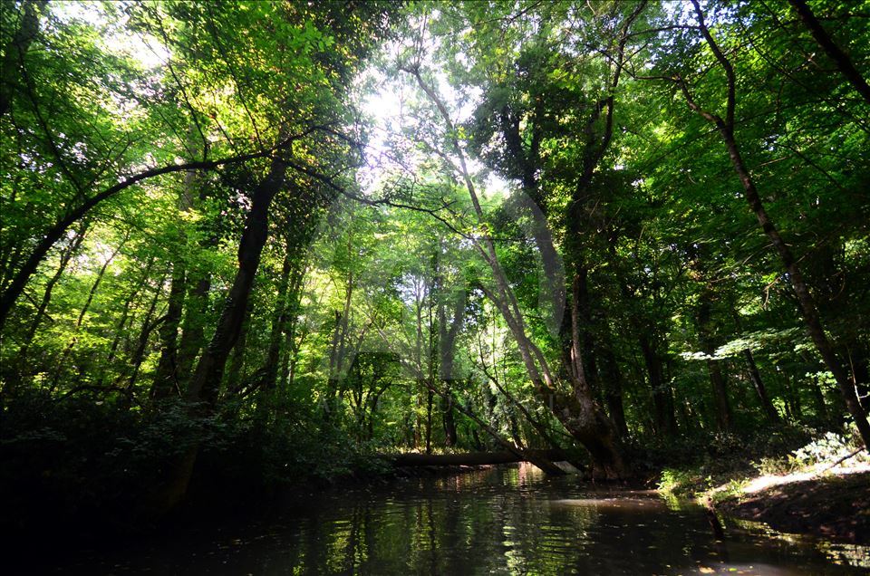 İğneada Longoz Ormanları'nda görsel şölen