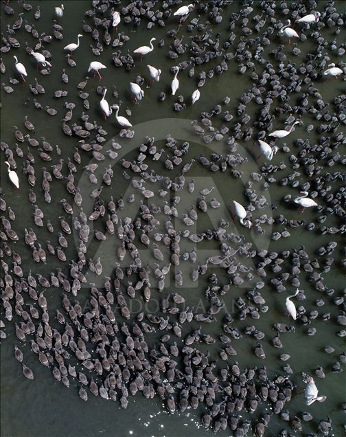 Flamingos in Izmir Bird Paradise