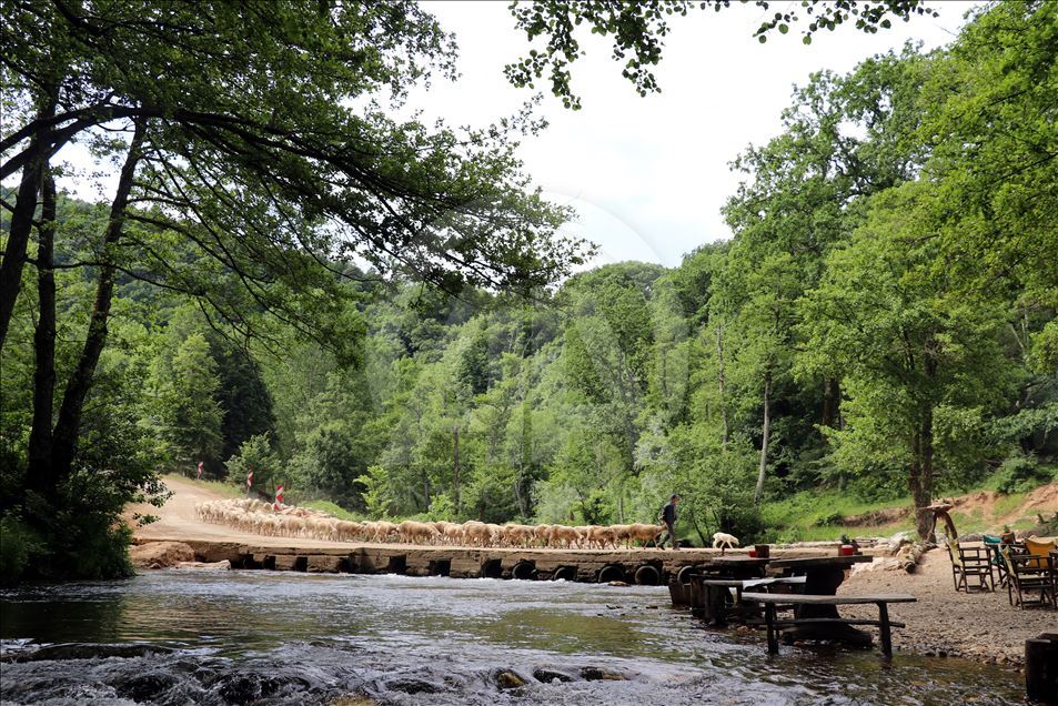İğneada Longoz Ormanları'nda görsel şölen