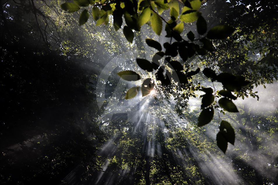 İğneada Longoz Ormanları'nda görsel şölen