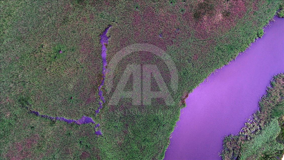 İğneada Longoz Ormanları'nda görsel şölen