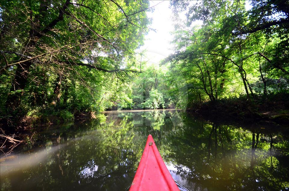 İğneada Longoz Ormanları'nda görsel şölen