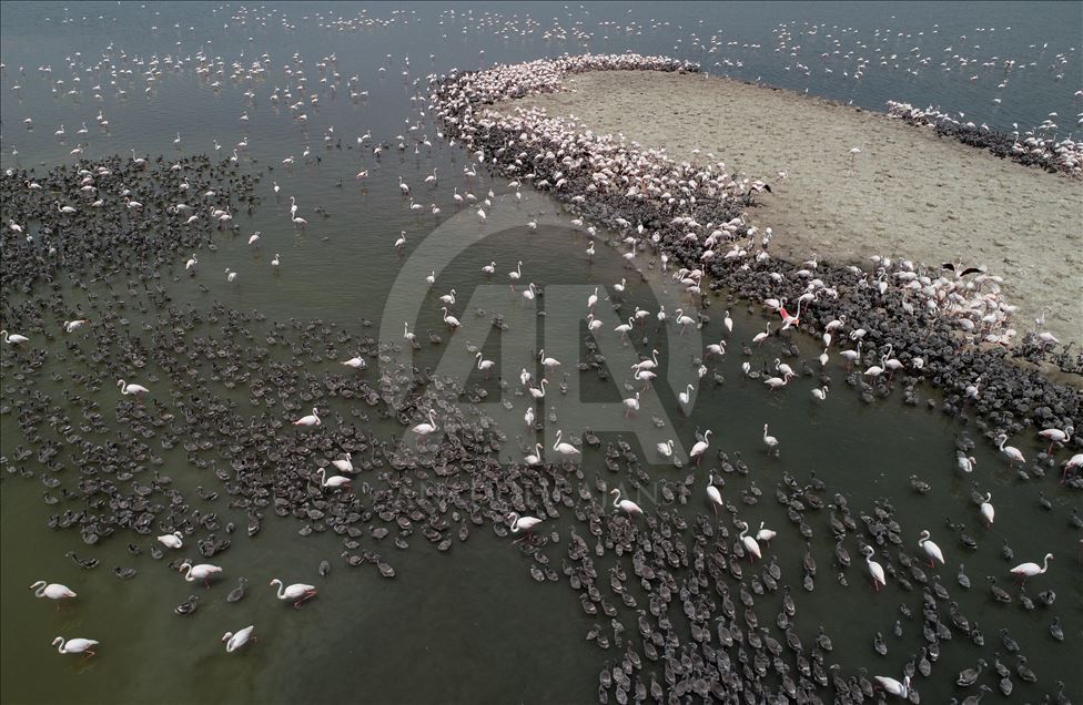 Flamingos in Izmir Bird Paradise