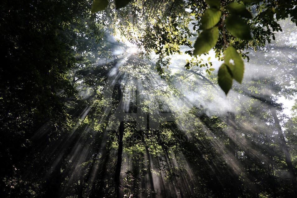 İğneada Longoz Ormanları'nda görsel şölen