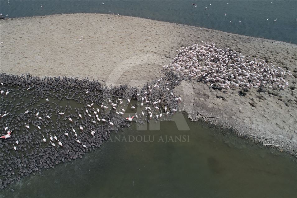 Flamingos in Izmir Bird Paradise