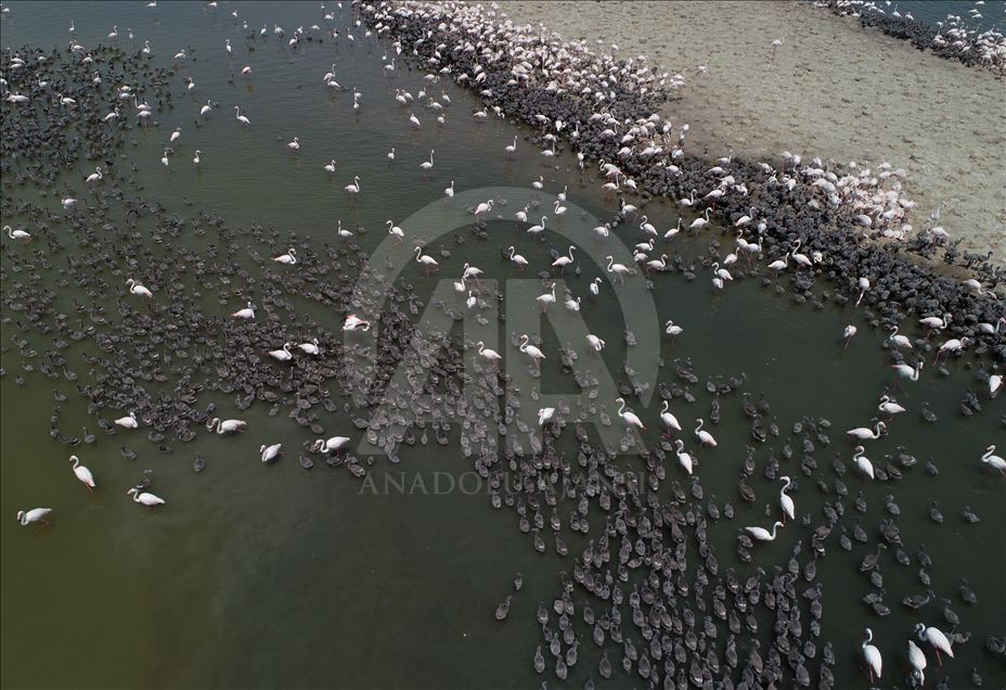 Flamingos in Izmir Bird Paradise