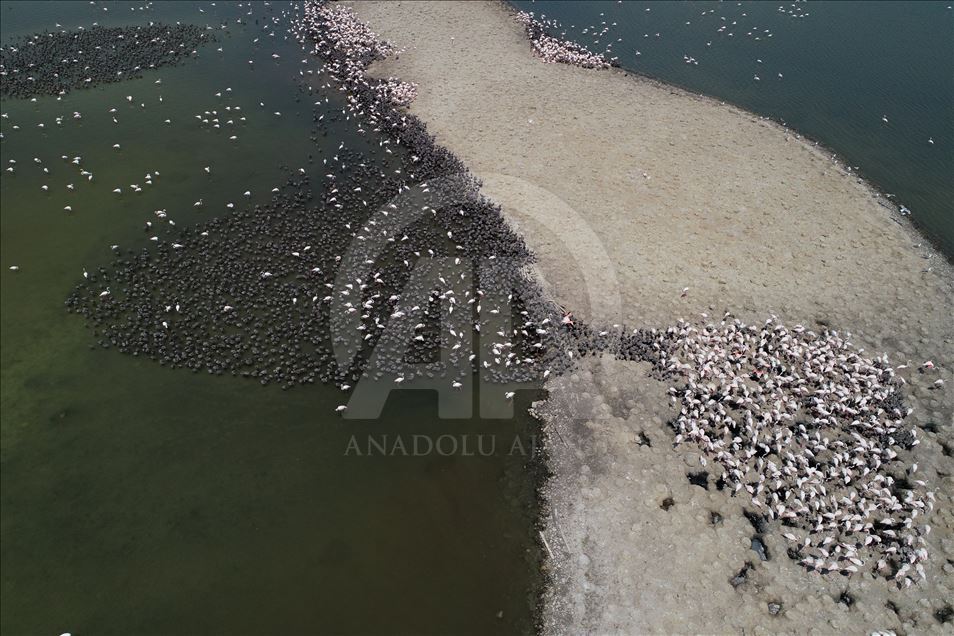 Flamingos in Izmir Bird Paradise
