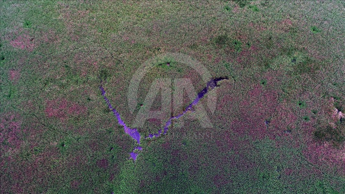 İğneada Longoz Ormanları'nda görsel şölen