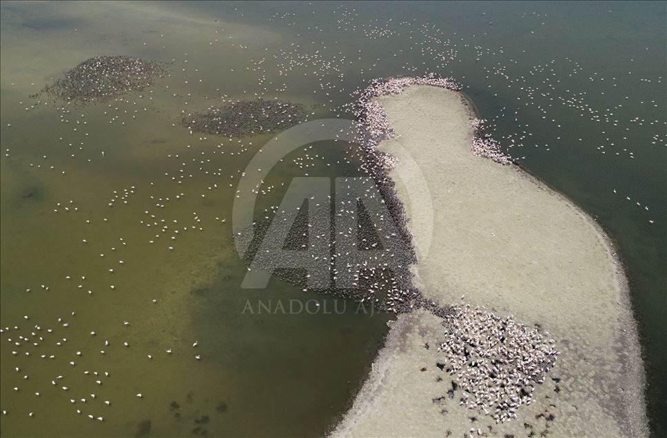 Flamingos in Izmir Bird Paradise