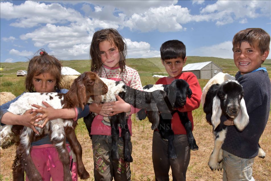 Muş Ovası'ndaki göçerlerin renkli yaşamı