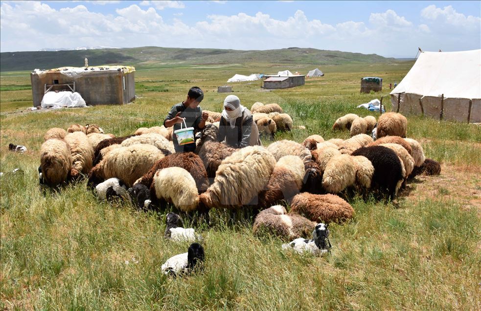 Muş Ovası'ndaki göçerlerin renkli yaşamı