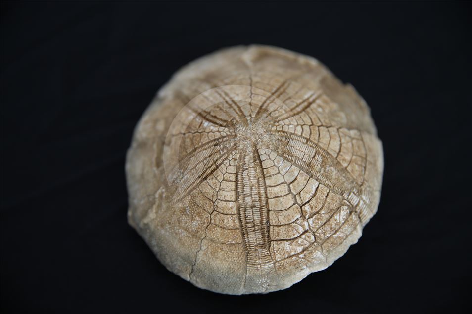 Turkish biology teacher turns his home into a museum with fossils