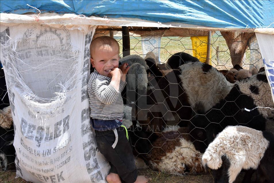Muş Ovası'ndaki göçerlerin renkli yaşamı