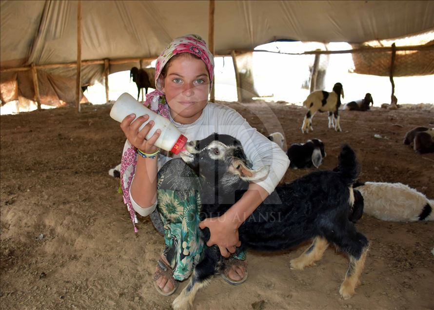 Muş Ovası'ndaki göçerlerin renkli yaşamı