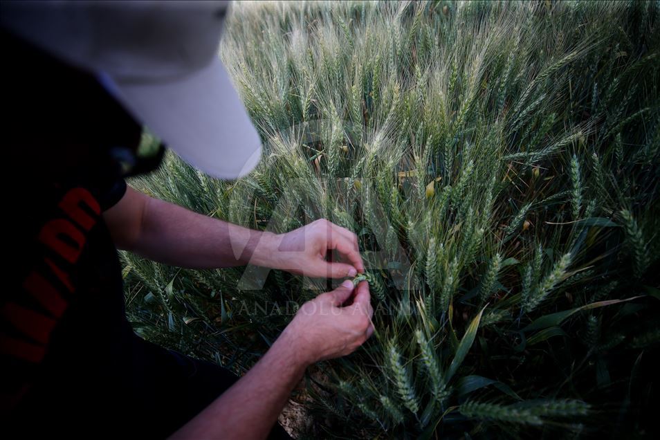 Turkey's wheat fields