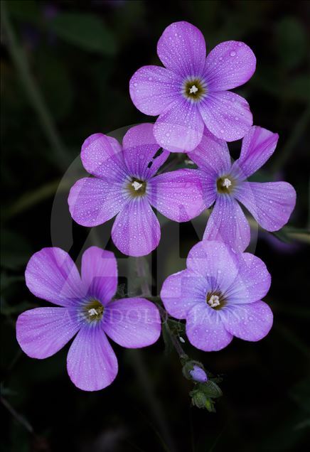 Flowers of Kutahya