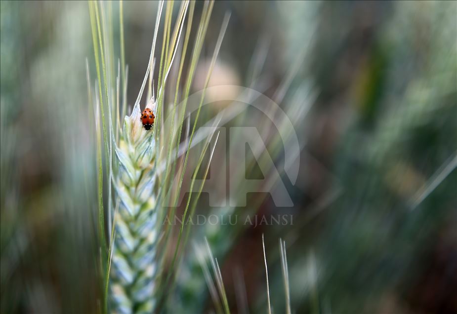 Turkey's wheat fields