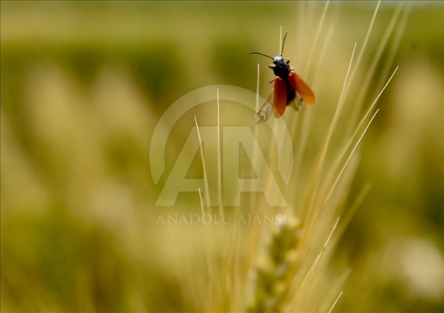Turkey's wheat fields