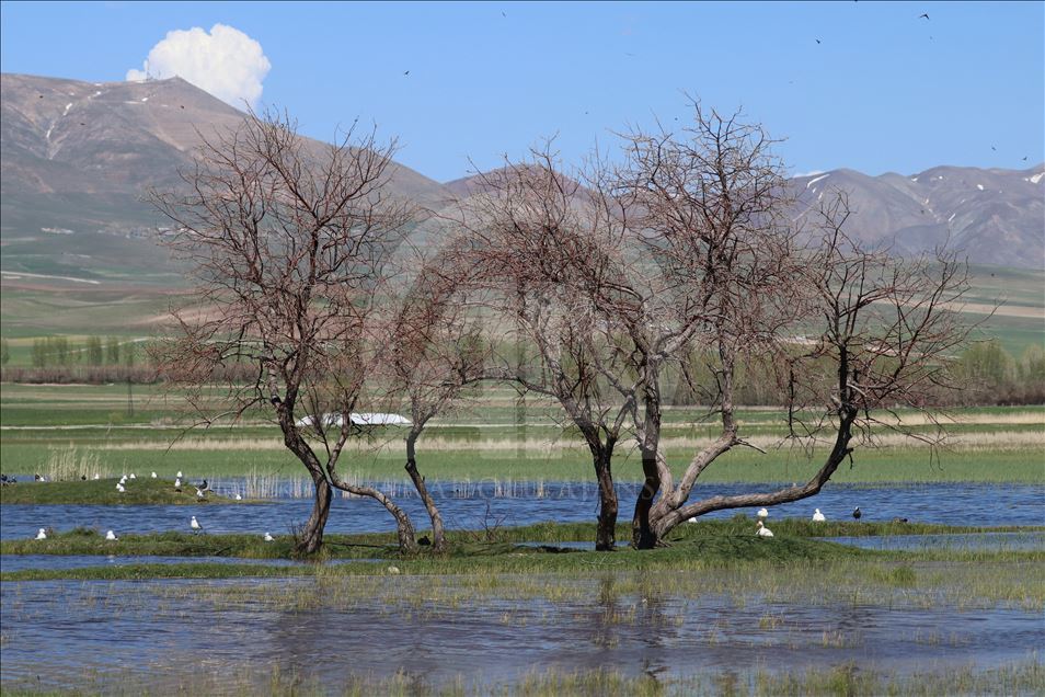 بحيرة "وان" التركية.. أهم مراكز إقامة الطيور المهاجرة

