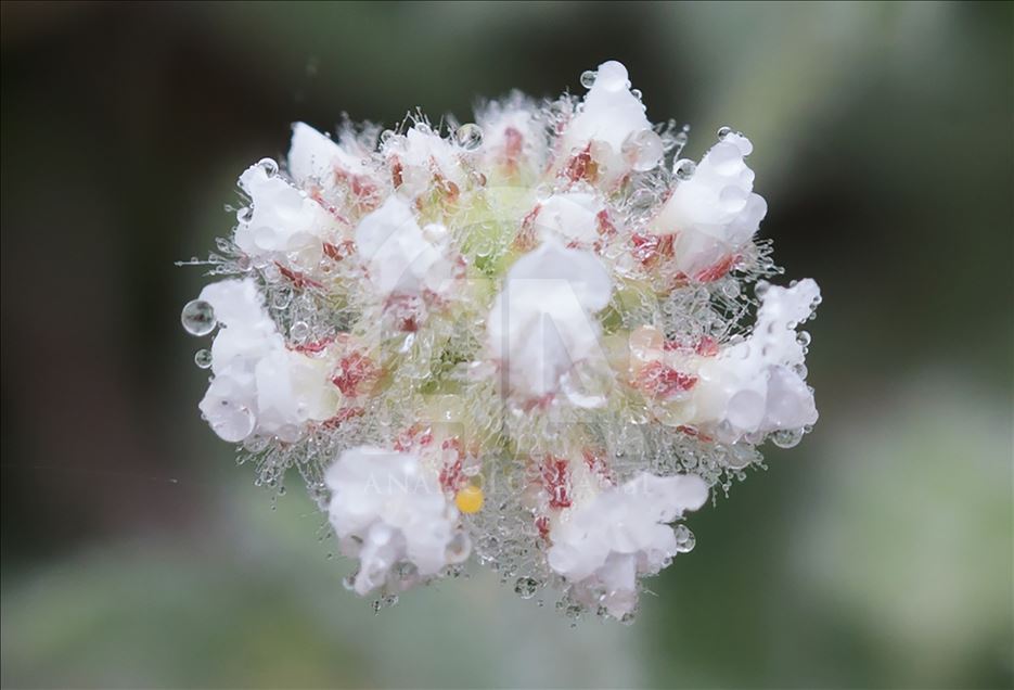 Flowers of Kutahya