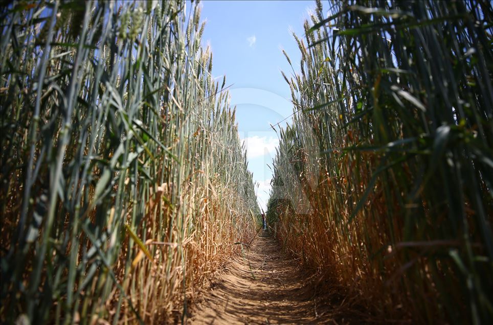 Turkey's wheat fields