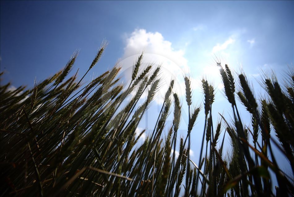 Turkey's wheat fields