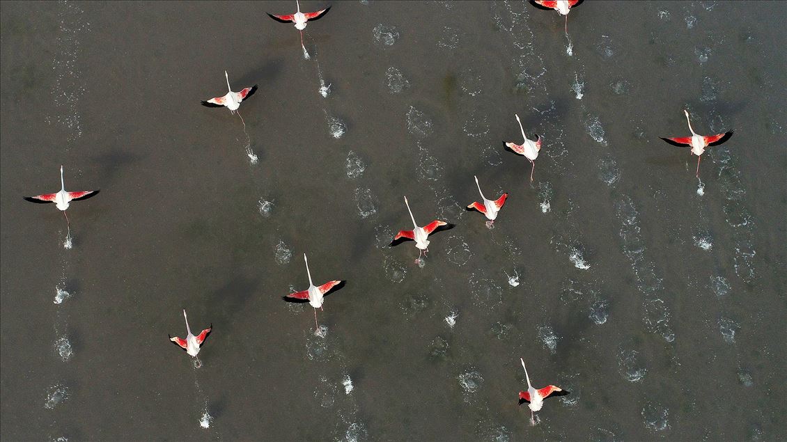 Tuz Gölü flamingolarla bir başka güzel
