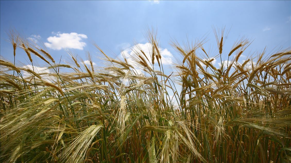 Turkey's wheat fields