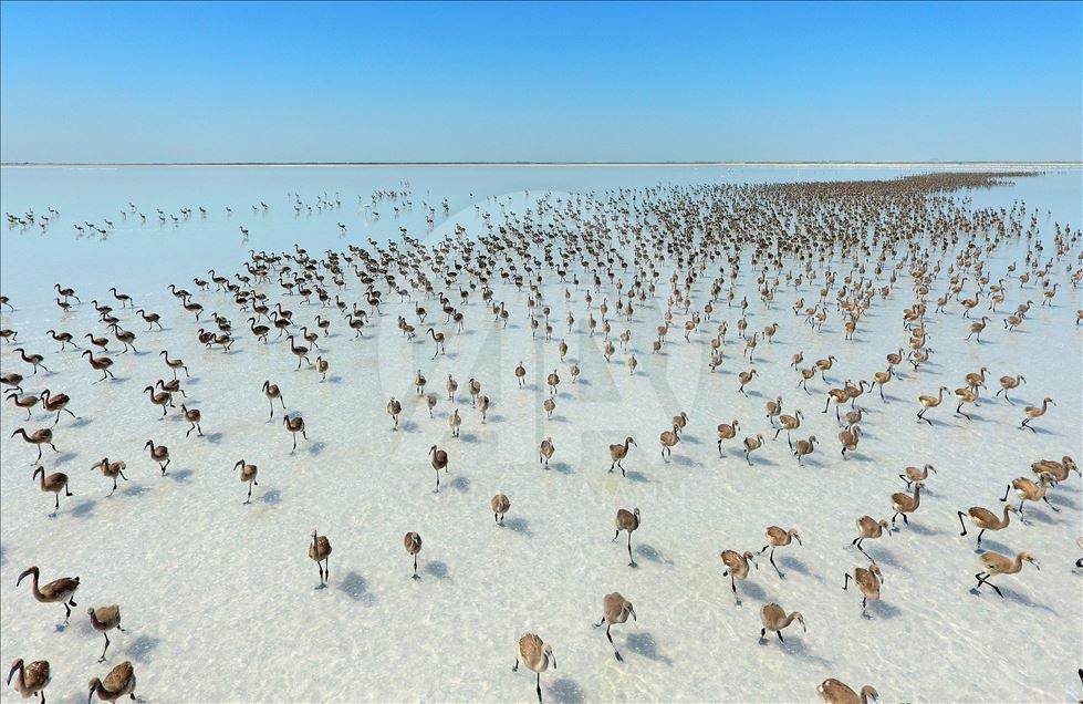 Tuz Gölü flamingolarla bir başka güzel

