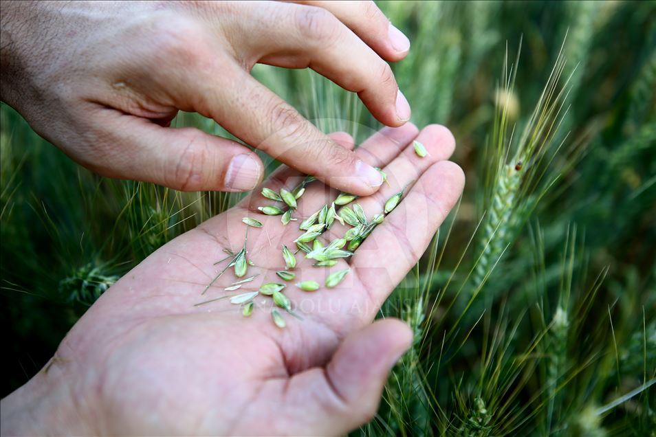 Turkey's wheat fields